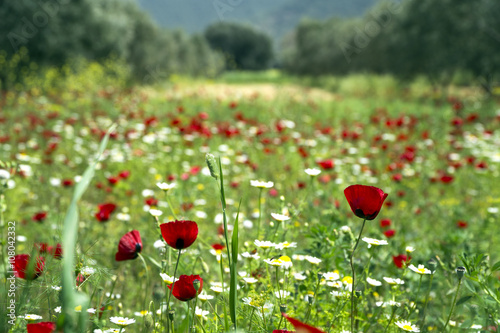 Fototapeta Naklejka Na Ścianę i Meble -  Red Poppy and white daisy flowers in a natural green field