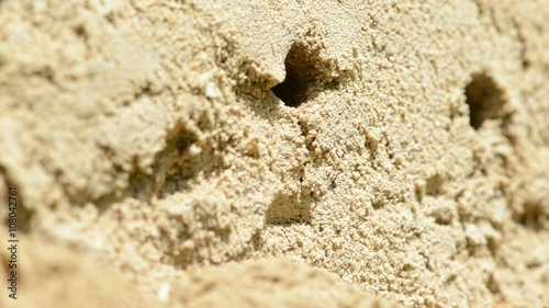 Hairy-Footed Flower Bee (Anthophora plumipes) making new nesting hole in sand wall  photo