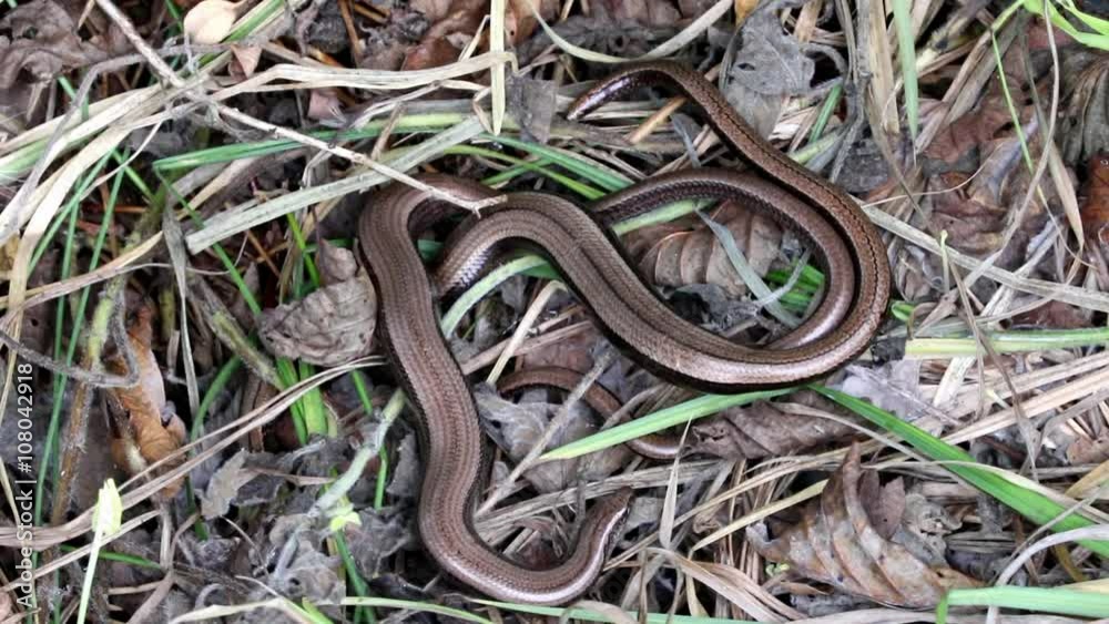 2 Slow Worms (Anguis fragilis) Legless Lizard 2 Slow Worms (Anguis fragilis) Legless Lizard