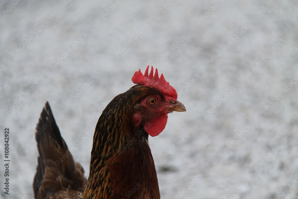 The Head of a Proud Rhode Island Red Farm Chicken.