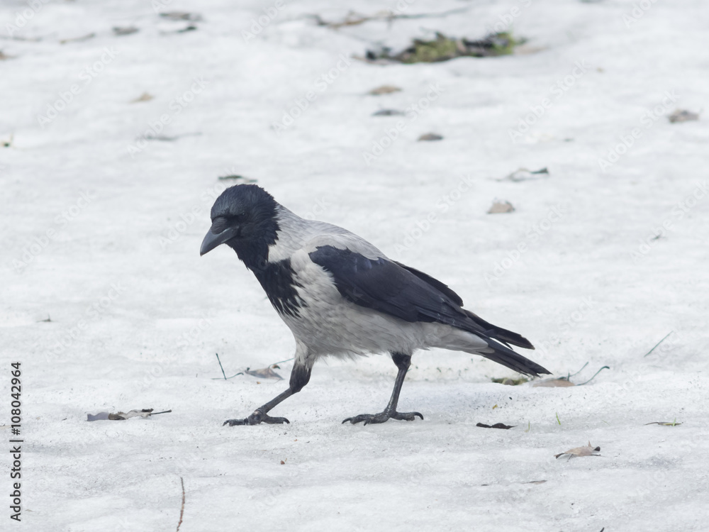 Hooded Crow , Corvus cornix, portrait on snow closeup, selective focus Hooded Crow , Corvus cornix, portrait on snow closeup, selective focus