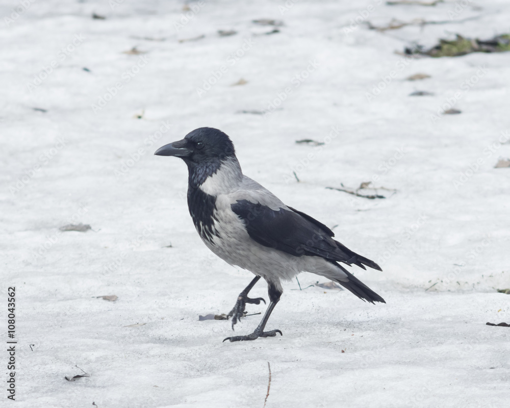 Hooded Crow , Corvus cornix, portrait on snow closeup, selective focus Hooded Crow , Corvus cornix, portrait on snow closeup, selective focus