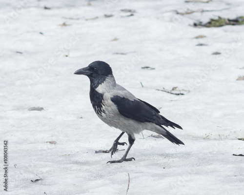 Hooded Crow , Corvus cornix, portrait on snow closeup, selective focus