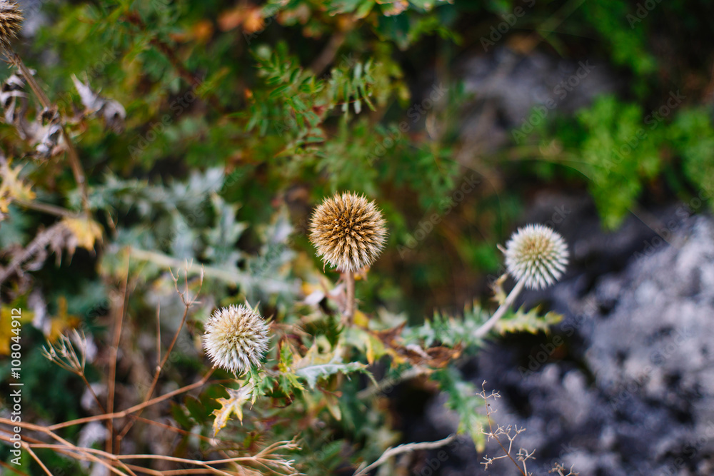 The plant with a ball in the mountains The plant with a ball in the mountains