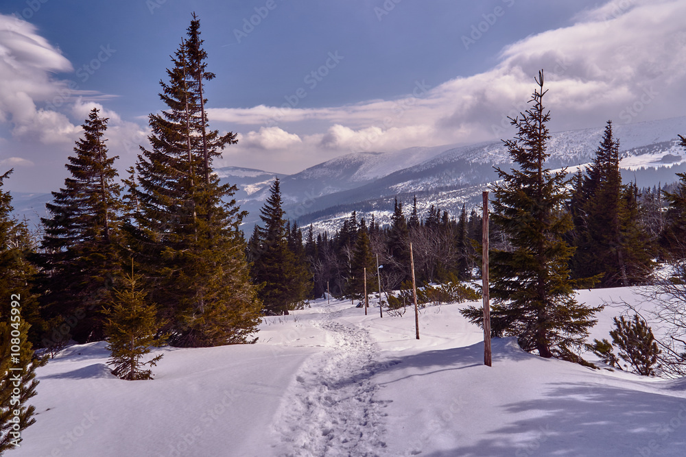 Spruces snow-covered tourist trail in the Giant Mountains in Poland