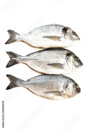 Fresh fish Dorado on white background