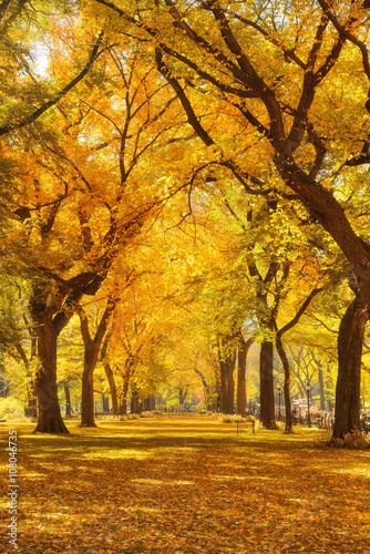 Central Park Autumn