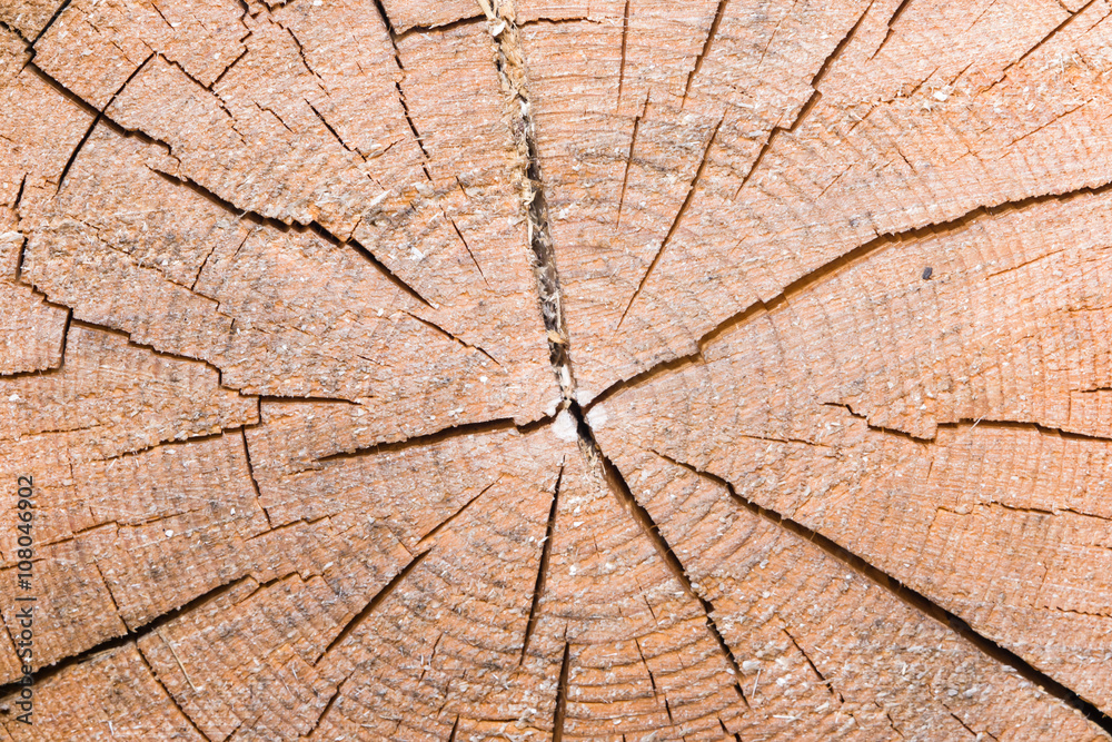 Fototapeta premium ścinanie starej tekstury pnia świerku pęknięty, makro