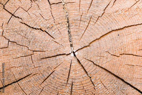 shear of old cracked spruce trunk texture, macro