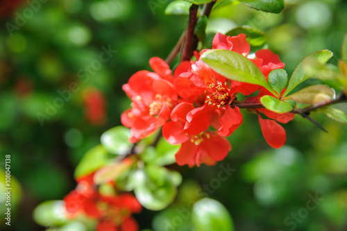Japanese quince in bloom background