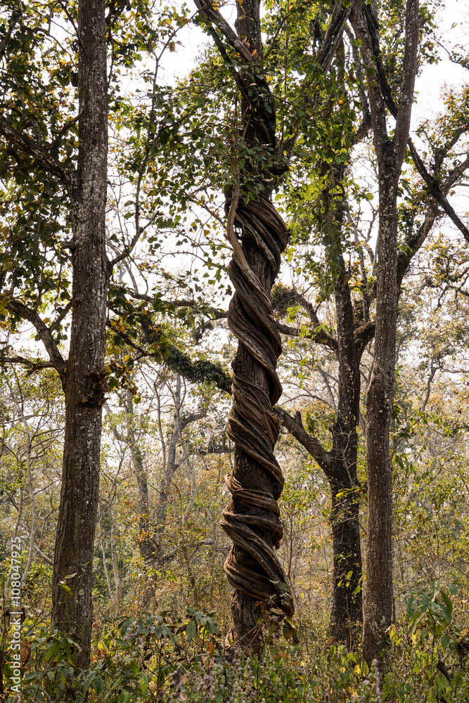 Fototapeta premium Vines and trees of Chitwan National park Nepal