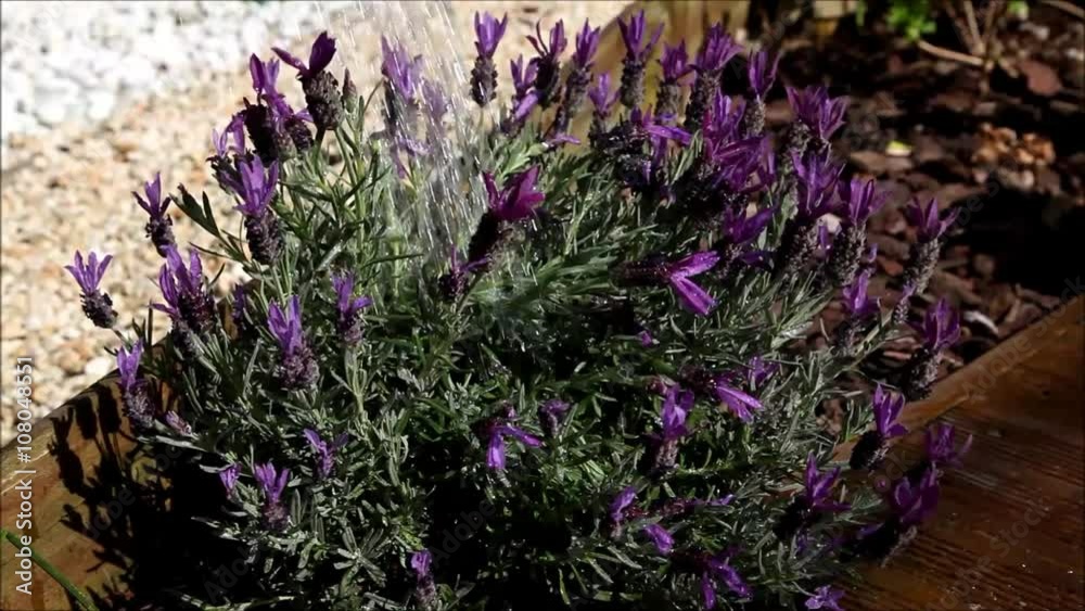 Arrosage des plantes