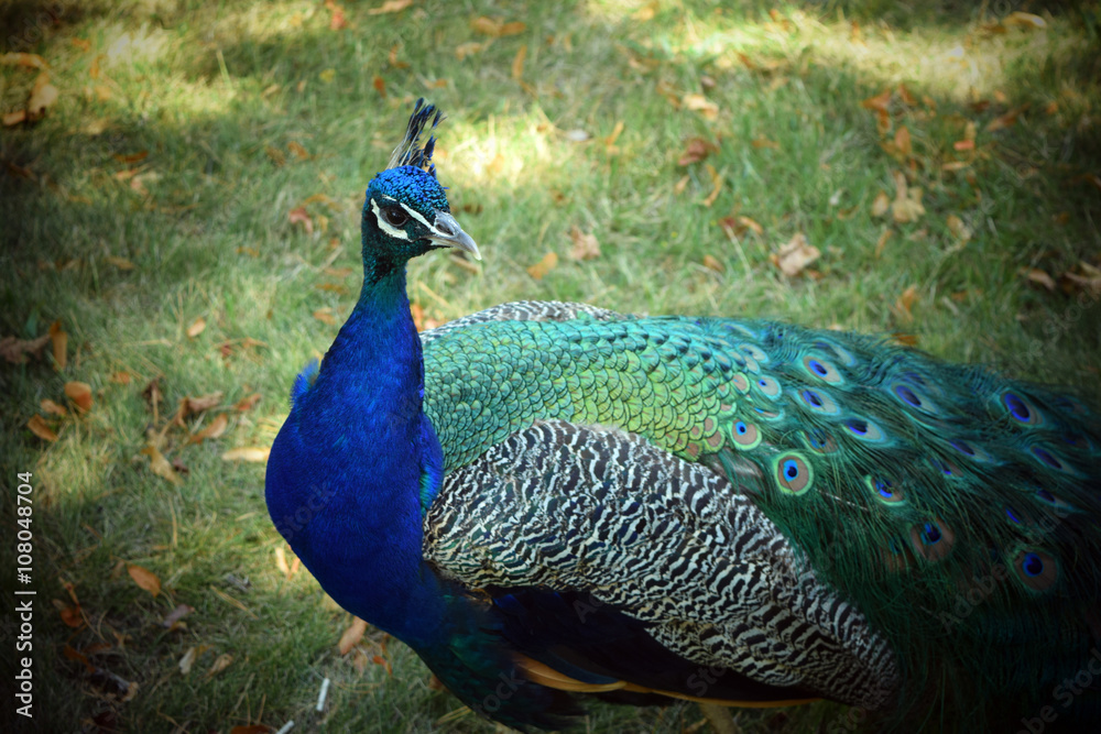 Obraz premium Pavone