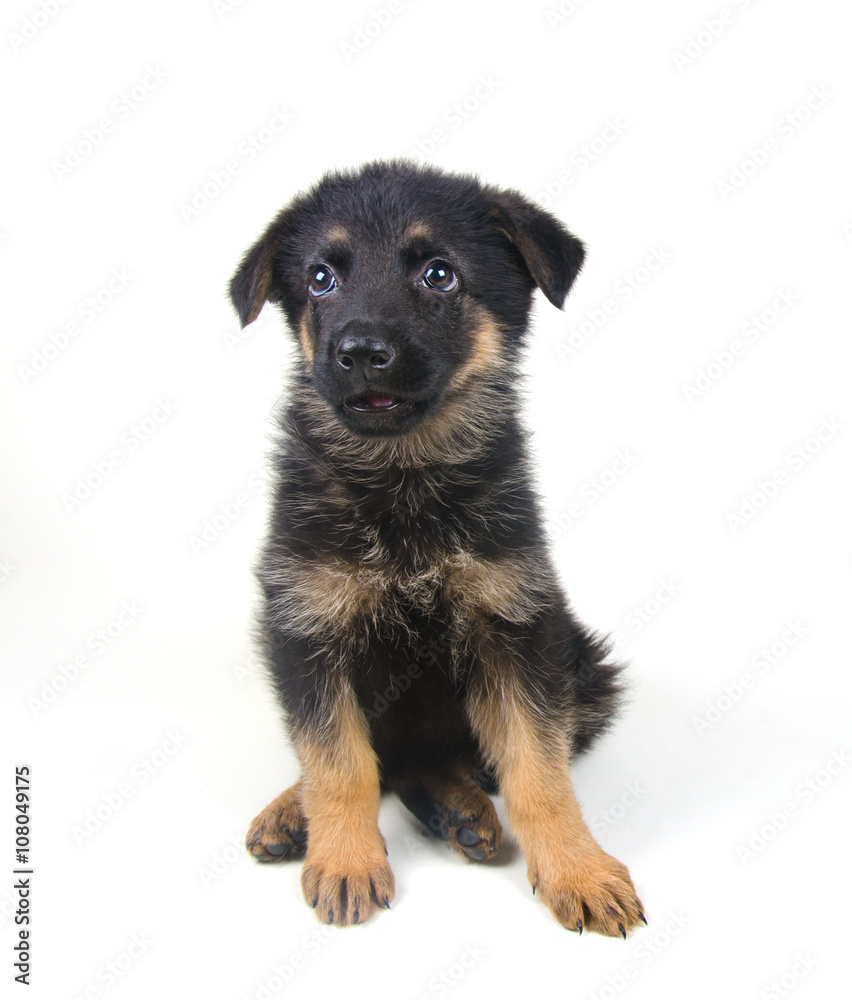 Surprised little German shepherd puppy (isolated on white), selective focus on the eyes Surprised little German shepherd puppy (isolated on white), selective focus on the eyes