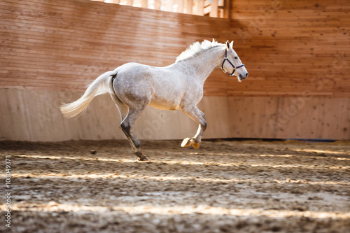 фотографія Training of sport horse