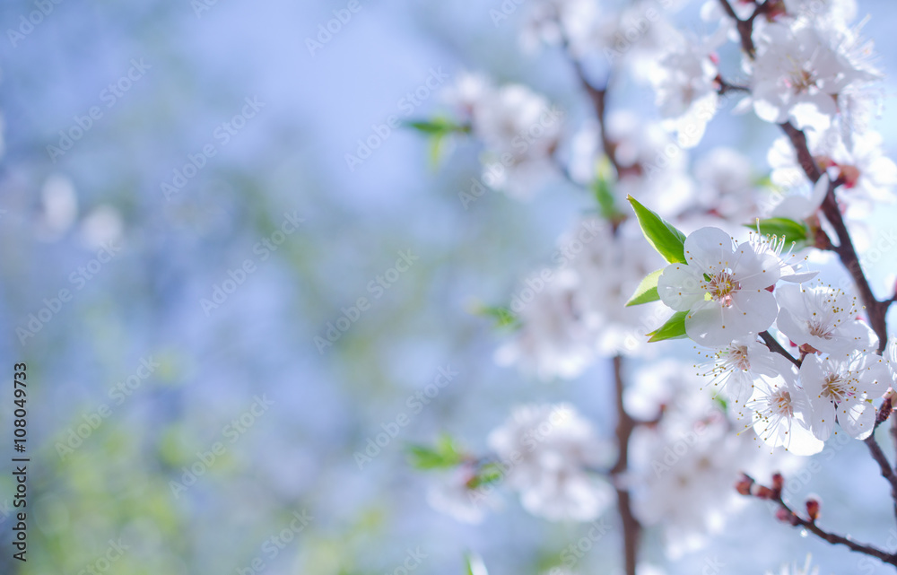 Branch with beautiful apricot flowers against the background of a blue sky in the spring as a flower spring background (selective focus on the flowers with copy space on the left for your text)