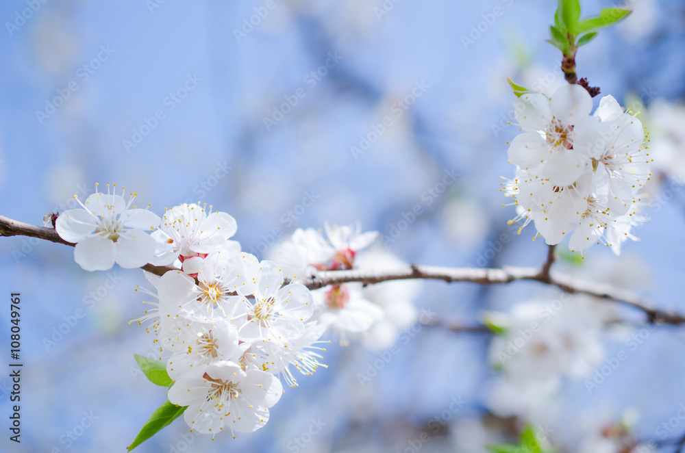 Beautiful apricot flowers against the background of a blue sky in the spring as a flower spring background (selective focus on the flowers) Beautiful apricot flowers against the background of a blue sky in the spring as a flower spring background (selective focus on the flowers)