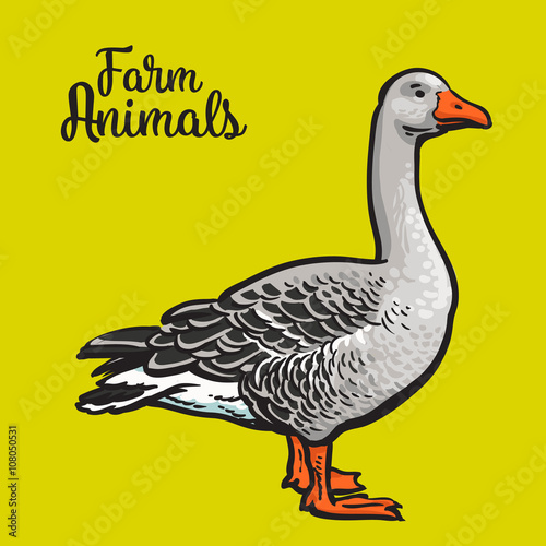 Grey goose, poultry, vector illustration sketch, farm feathered animal, one color and the beautiful goose on a yellow background