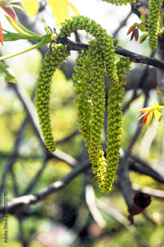 Earrings on a walnut tree photo