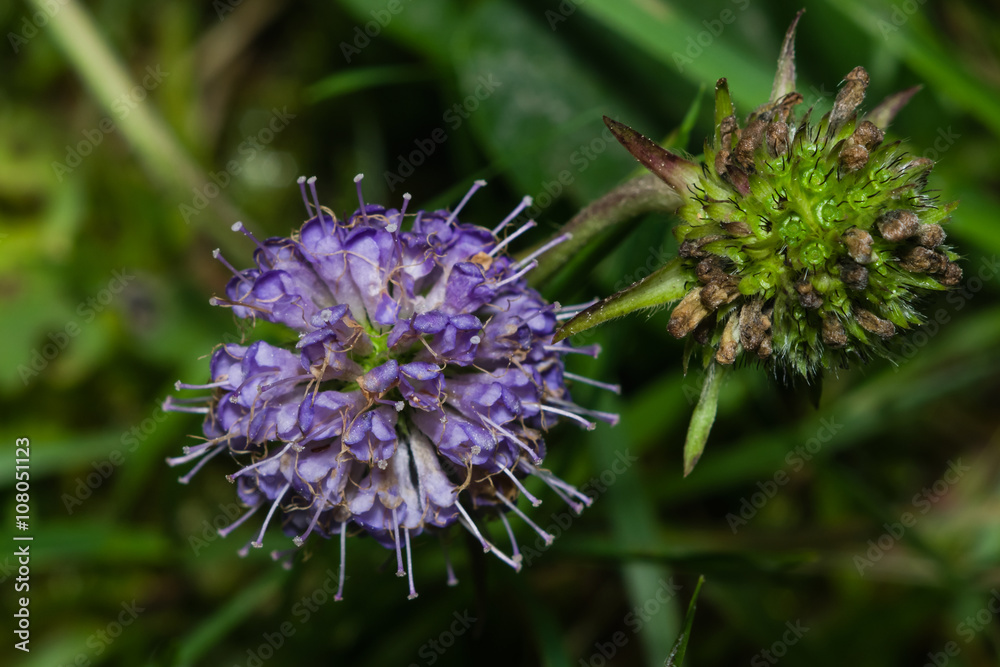 Devils-bit Scabious - Succisa pratensis, flowers macro, selective focus Devils-bit Scabious - Succisa pratensis, flowers macro, selective focus