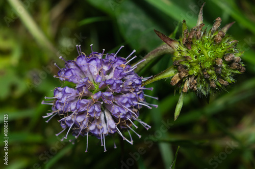 Devils-bit Scabious - Succisa pratensis, flowers macro, selective focus