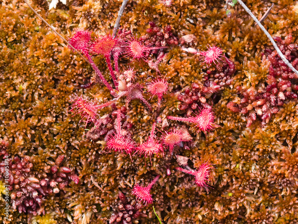 Round-leaved sundew in moss macro, selective focus, shallow DOF Round-leaved sundew in moss macro, selective focus, shallow DOF