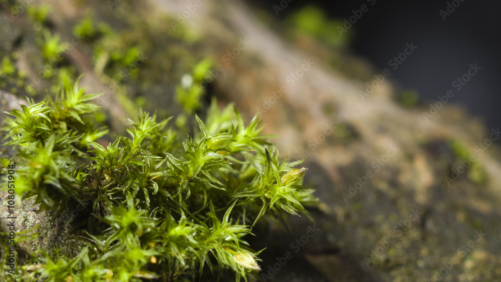 Green moss on bark macro with bokeh background, selective focus Green moss on bark macro with bokeh background, selective focus