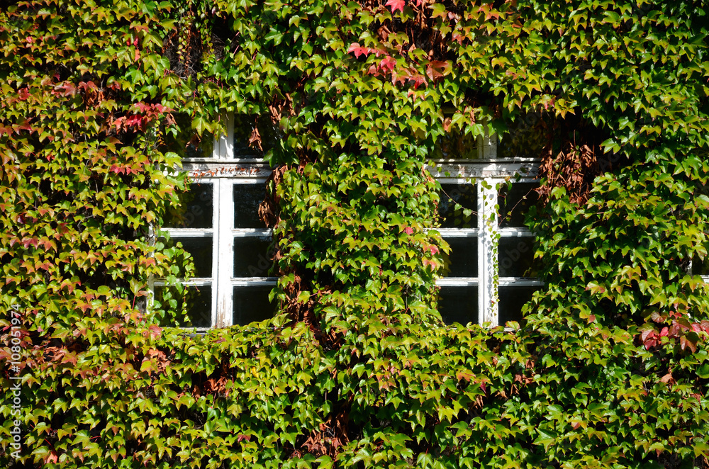 Windows ivy