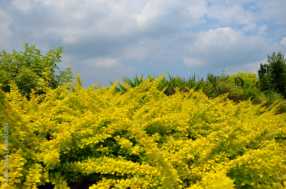 Garden under a cloudy sky