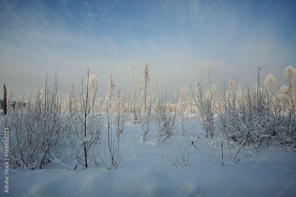 winter cold day fir forest landscape winter cold day fir forest landscape