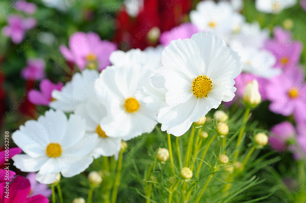 White cosmos flowers White cosmos flowers