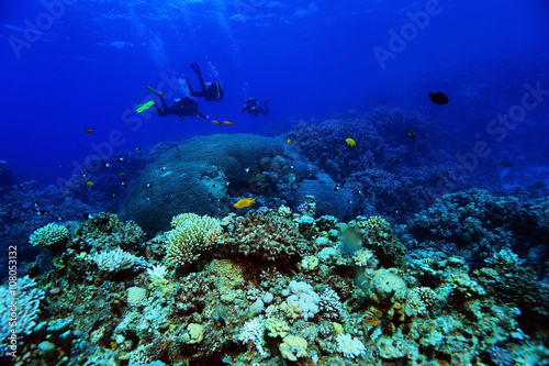 divers underwater landscape
