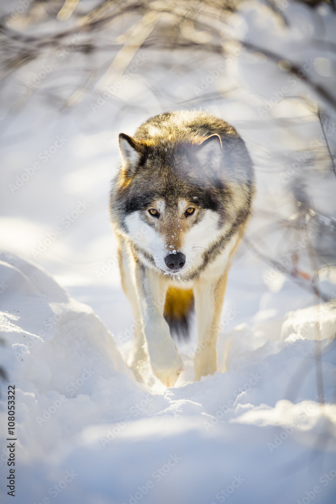 Hunting wolf with wild eyes walking in beautiful winter forest Hunting wolf with wild eyes walking in beautiful winter forest