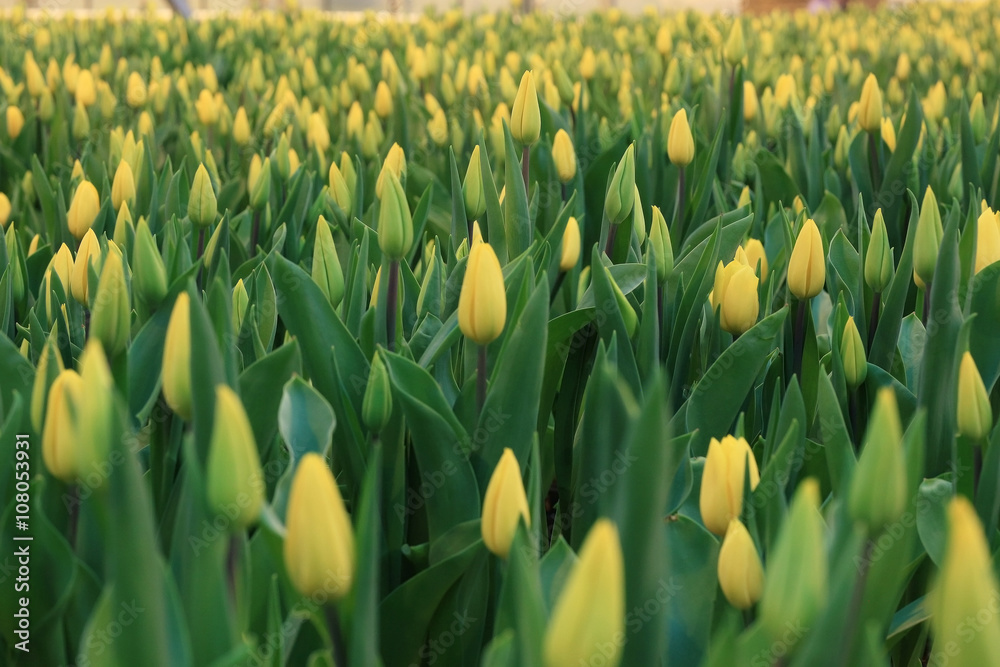 a lot of yellow tulips
