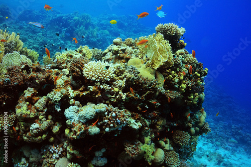 small coral fish underwater