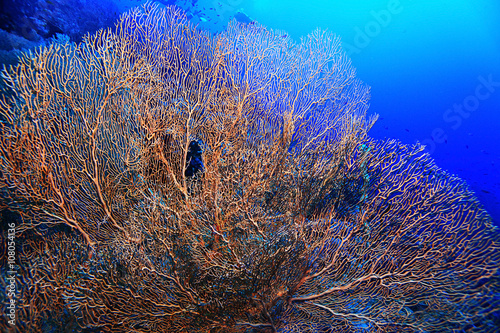 rafa-koralowa-w-niebieskim-morzu