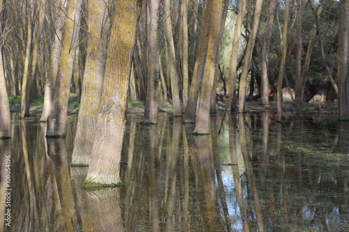 Flooded poplar tree trunks during high water in Danube river in early spring