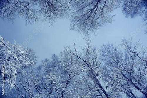 Winter night background snowy branches © kichigin19