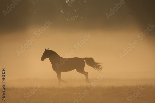 Paard in de mist © JoveImages
