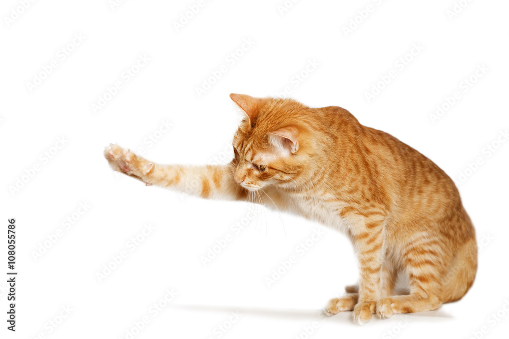 Ginger cat stretches out his paw - obrazy, fototapety, plakaty 