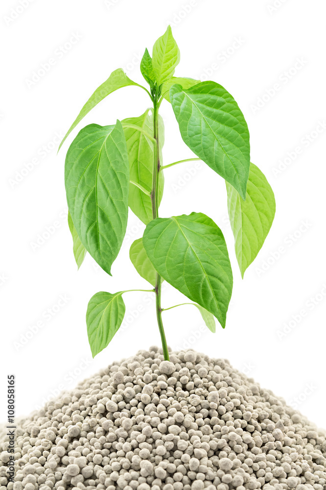 Naklejka premium Pepper seedling closeup on the mineral fertilizers. Isolated on white