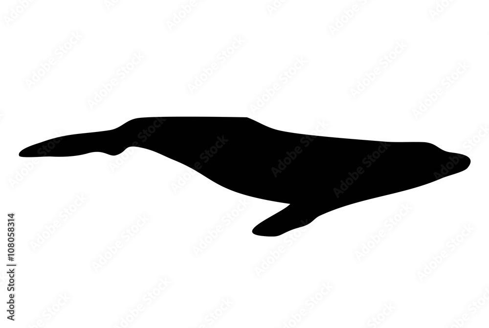 humpback silhouette humpback silhouette