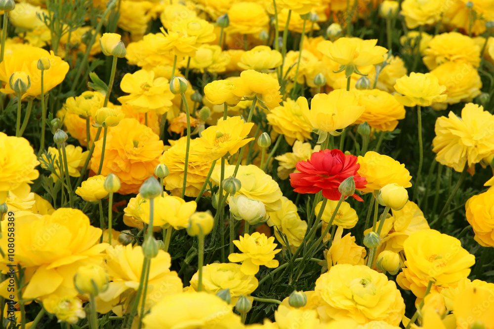 dreamy photo with low angle of spring flowers dreamy photo with low angle of spring flowers