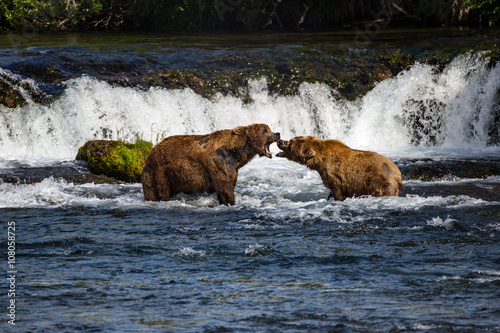 Wallpaper Mural Two Alaskan brown bears fight Brooks Falls Katmai National Park Torontodigital.ca