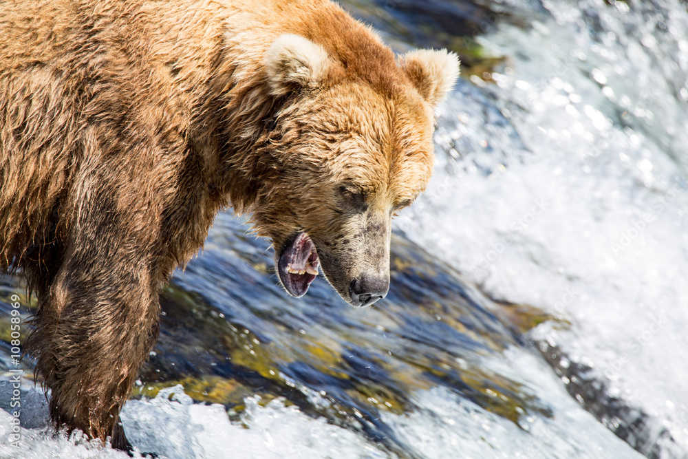 Fototapeta premium Close up view of Brown Bear Grizzly katmai national park