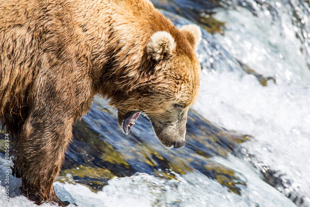 Close up view of Brown Bear Grizzly katmai national park Close up view of Brown Bear Grizzly katmai national park
