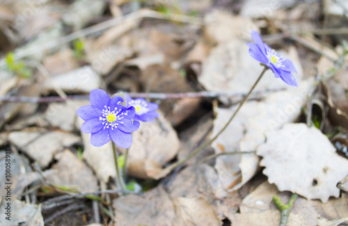 first spring flowers
 photo