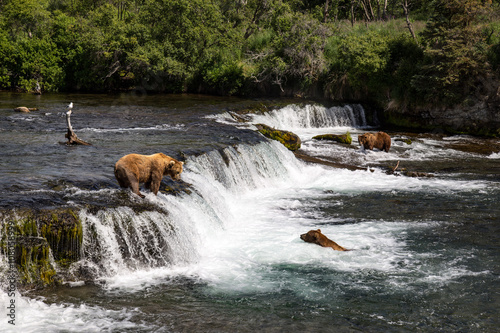 Grizzly Bears fishing for salmon Katmai National Park Alaska