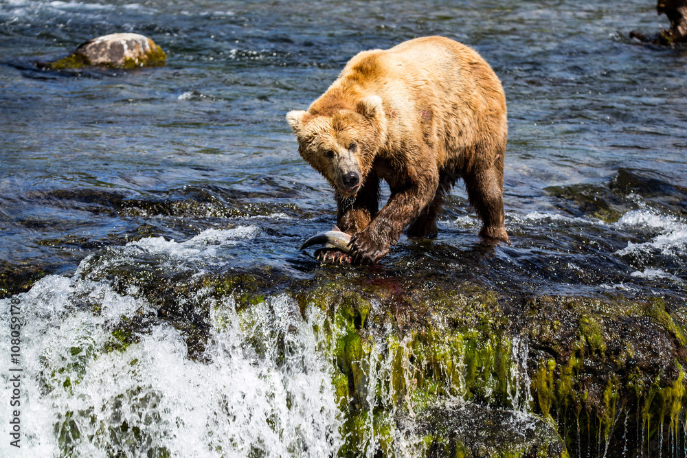 Grizzly brown bear eating salmon Katmai National Park Alaska Grizzly brown bear eating salmon Katmai National Park Alaska