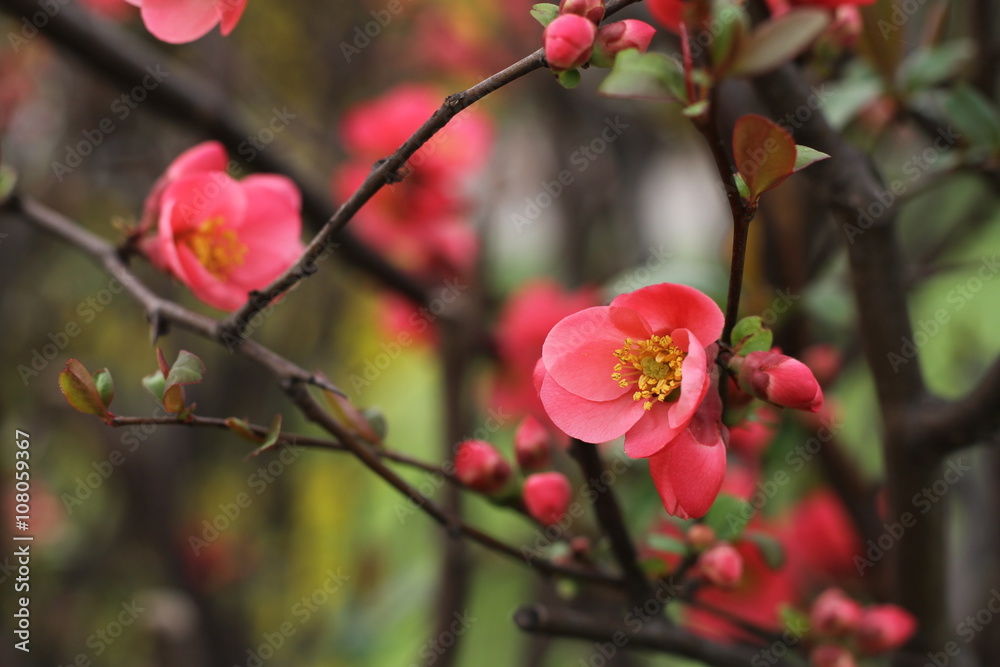 Japanese quince - Chaenomeles, small spring red flowers Japanese quince - Chaenomeles, small spring red flowers